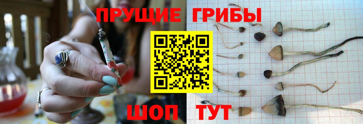 Псилоцибиновые грибы мицелий Нововоронеж